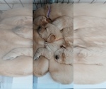 Small Photo #4 Golden Retriever Puppy For Sale in AUSTIN, TX, USA
