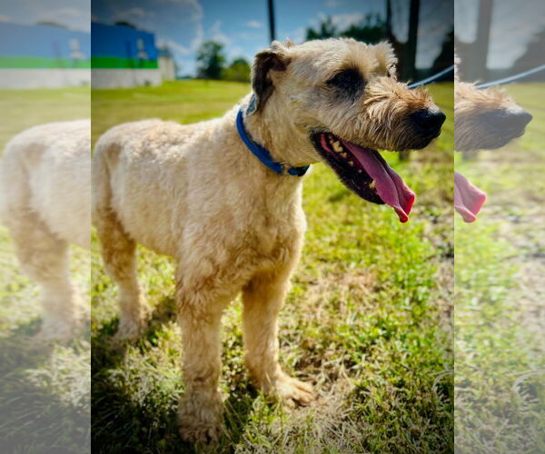 Medium Photo #2 - Mix Puppy For Sale in Pacolet, SC, USA