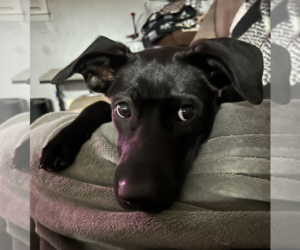 Medium Photo #2 Labrador Retriever-Unknown Mix Puppy For Sale in Boston, MA, USA