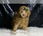 Small #1 Maltipoo