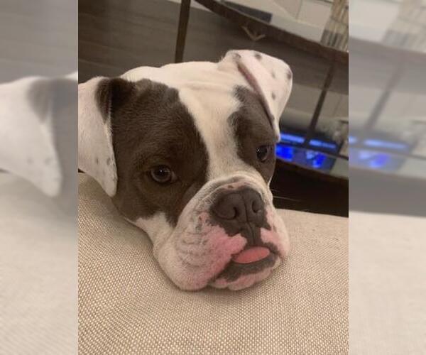 Medium Photo #3 Bulldog-Staffordshire Bull Terrier Mix Puppy For Sale in Rockwall, TX, USA