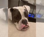 Small #2 Bulldog-Staffordshire Bull Terrier Mix