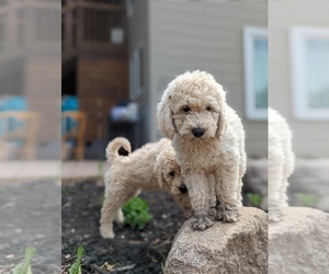 Goldendoodle Puppy for sale in LORETTO, MN, USA