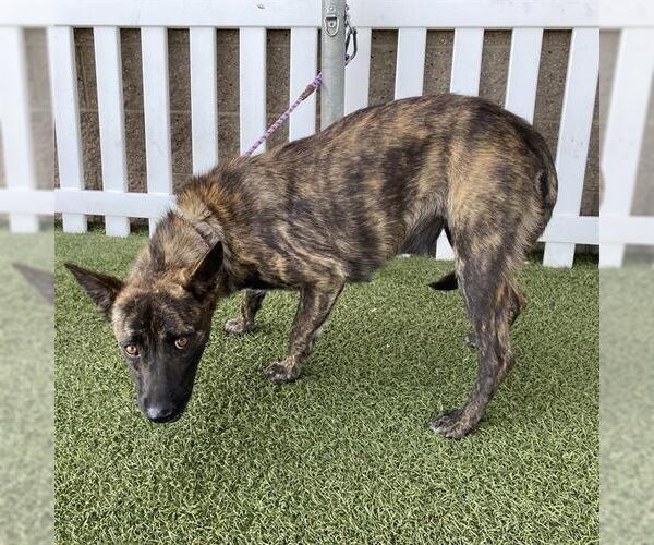 Medium Photo #1 Holland Shepherd-Unknown Mix Puppy For Sale in Modesto, CA, USA