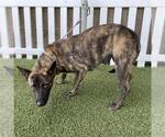 Small Holland Shepherd Mix
