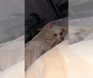 Mother of the Goldendoodle puppies born on 07/23/2025