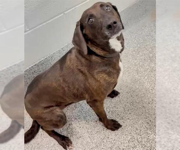 Medium Photo #4 Labrador Retriever-Plott Hound Mix Puppy For Sale in Houston, TX, USA