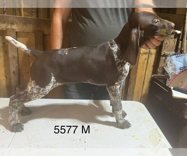 Medium Photo #6 German Shorthaired Pointer Puppy For Sale in SARANAC, MI, USA