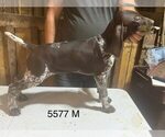 Small #5 German Shorthaired Pointer