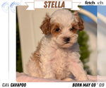 Small #1 Cavapoo (Miniature)