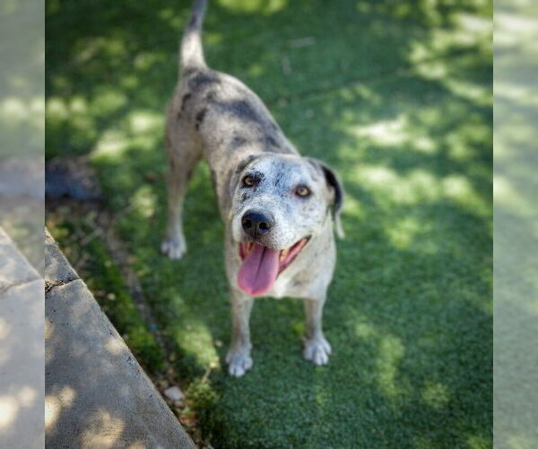 Medium Photo #4 Catahoula Leopard Dog-Labrador Retriever Mix Puppy For Sale in Vail, AZ, USA