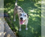 Small #3 Catahoula Leopard Dog-Labrador Retriever Mix