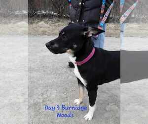 ZURI - Female Labrador Retriever-Unknown Mix Dog for Adoption - Photo #5
