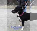 Small #4 Labrador Retriever Mix