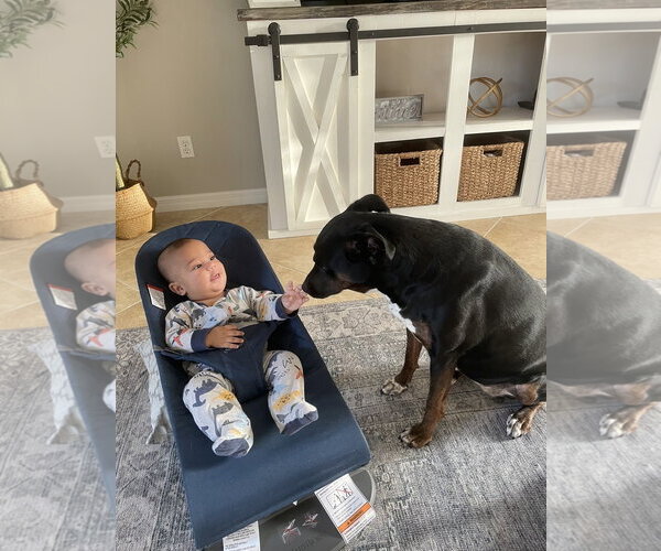 Medium Photo #6 Mutt Puppy For Sale in Sanford, FL, USA