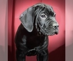 Small #20 Cane Corso