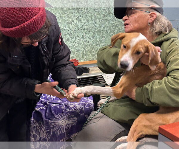 Medium Photo #3 Mutt Puppy For Sale in Rustburg, VA, USA