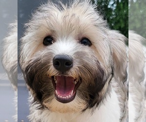 Havanese Puppy for sale in FRANKLIN, IN, USA