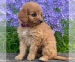 Small Photo #2 Goldendoodle-Poodle (Miniature) Mix Puppy For Sale in NEWPORT, PA, USA