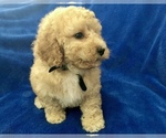 Small Photo #41 Poodle (Toy) Puppy For Sale in SAFFORD, AZ, USA