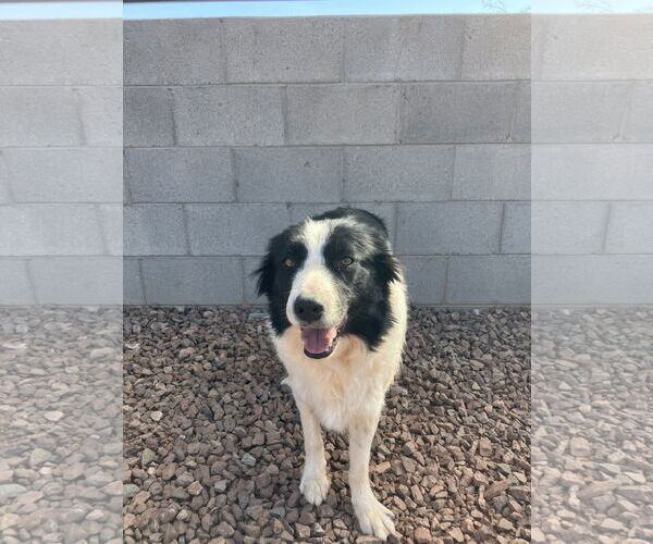 Medium Photo #2 Border Collie Puppy For Sale in Chandler, AZ, USA