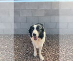 Small #1 Border Collie