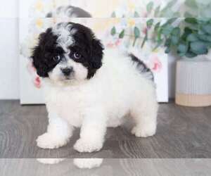 Poochon Puppy for sale in BEL AIR, MD, USA