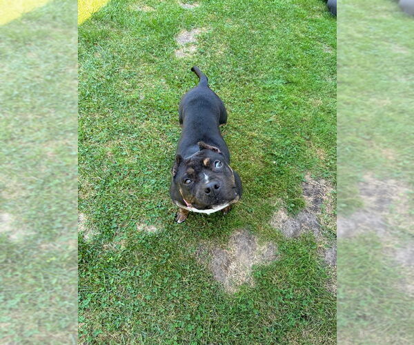 Medium Photo #7 Bullmastiff-Unknown Mix Puppy For Sale in Muskegon, MI, USA