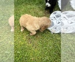 Small #1 Cocker Spaniel-Sheepadoodle Mix