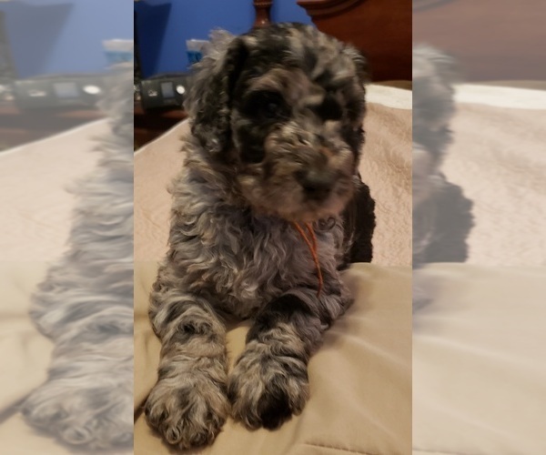 Medium Photo #2 Labradoodle Puppy For Sale in JEFFERSONTOWN, KY, USA