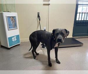 Mutt Dogs for adoption in Pasadena, CA, USA