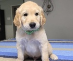 Small #4 Golden Retriever