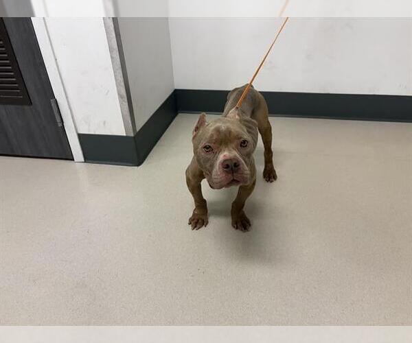 Medium Photo #1 American Pit Bull Terrier Puppy For Sale in Corona, CA, USA