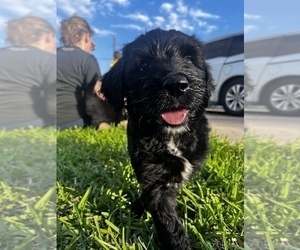 Sheepadoodle Puppy for sale in FORNEY, TX, USA