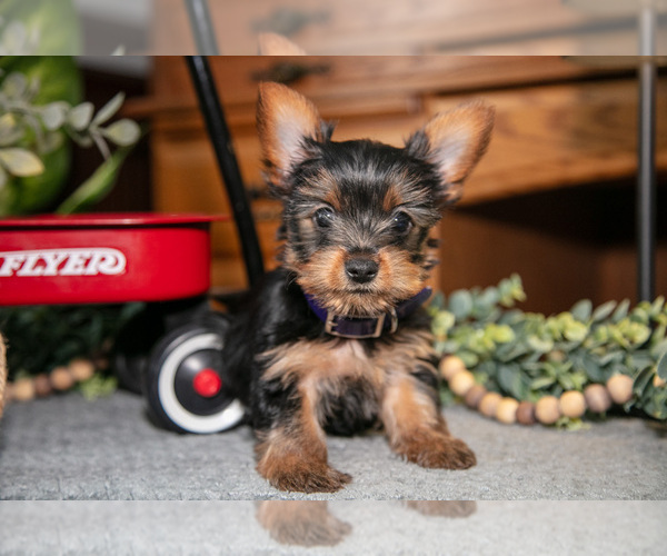 Medium Photo #2 Yorkshire Terrier Puppy For Sale in NAPPANEE, IN, USA
