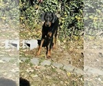 Puppy Grayson Doberman Pinscher