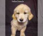 Puppy AKC Yellow Golden Retriever