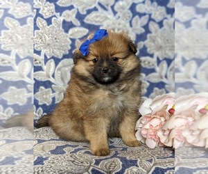 Pomeranian Puppy for sale in KIRKWOOD, PA, USA