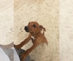 Small Photo #132 Rhodesian Ridgeback Puppy For Sale in MORONGO VALLEY, CA, USA