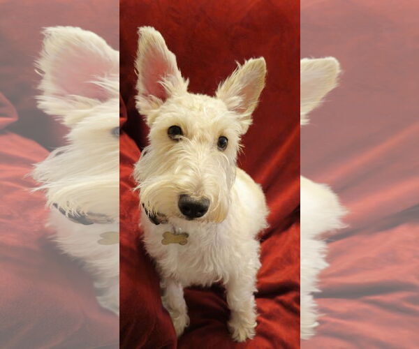 Medium Photo #2 Mutt Puppy For Sale in Dallas, TX, USA