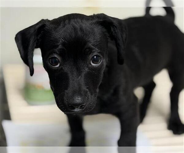 Medium Photo #1 Chihuahua-Unknown Mix Puppy For Sale in Bakersfield, CA, USA