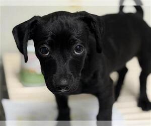 Chihuahua-Unknown Mix Dogs for adoption in Bakersfield, CA, USA