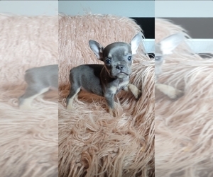 French Bulldog Puppy for sale in INDIANAPOLIS, IN, USA