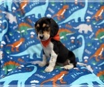 Small #6 Beagle