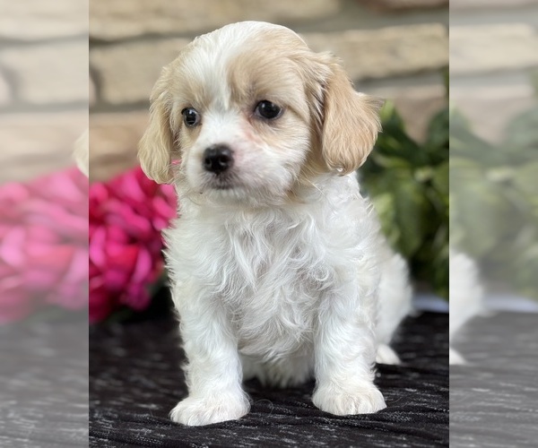 Medium Photo #12 Cav-A-Malt Puppy For Sale in ROCK STREAM, NY, USA