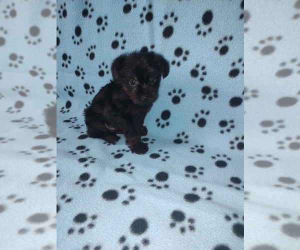 Medium Photo #4 YorkiePoo Puppy For Sale in LAPEER, MI, USA