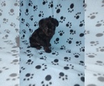 Small #3 YorkiePoo