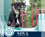 Small #3 Labrador Retriever Mix