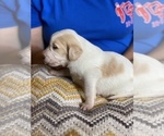 Small Photo #11 Goldendoodle Puppy For Sale in DANIELSVILLE, GA, USA