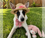 Small #4 Jack Russell Terrier Mix